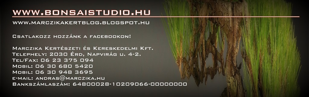 marczika bonsai studio elerhetosegek es nyitvatartas